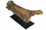 Partial Hadrosaur Femur With Three Teeth Associated - Montana #132897-4